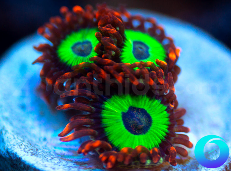 Emeralds on Fire
