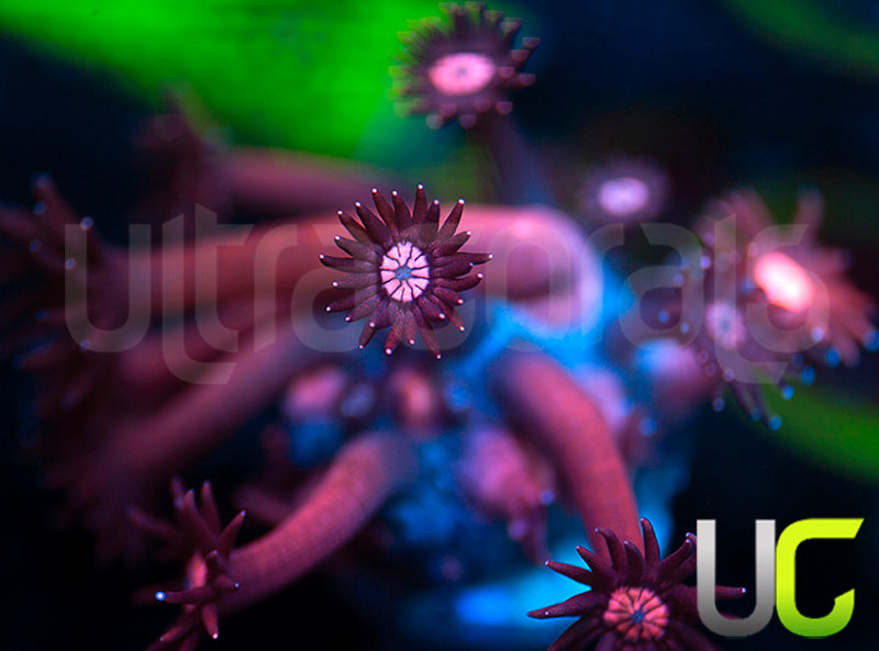UC Glitter Tip Goni