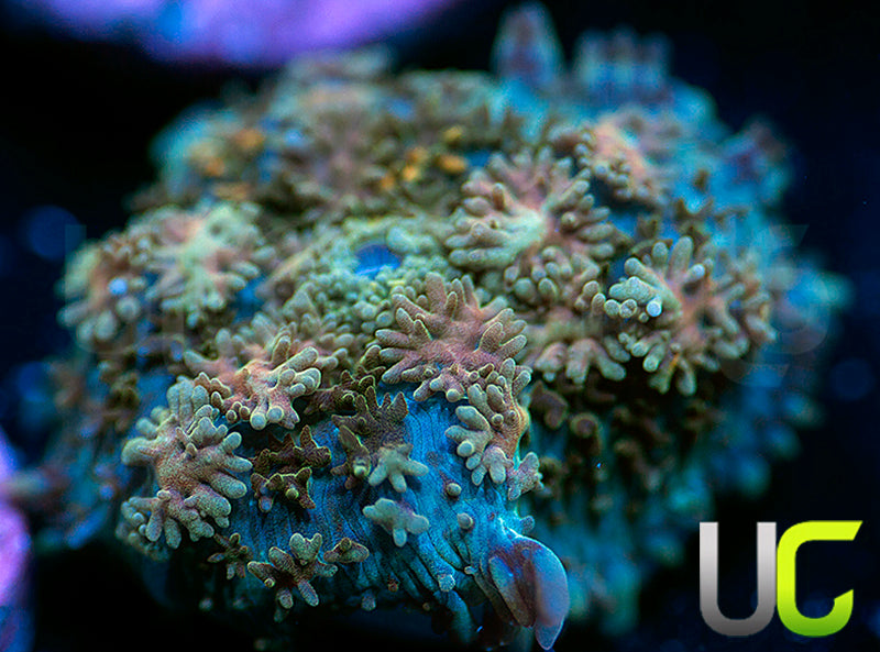 UC Magic Mushroom