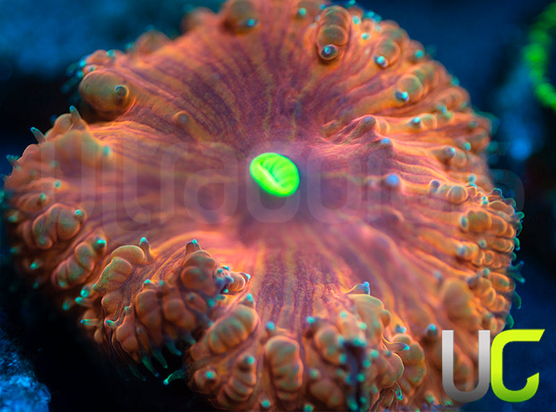 UC Primal Rage Bubble Blasto