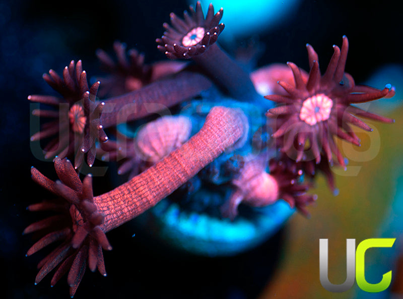 UC Glitter Tip Goni