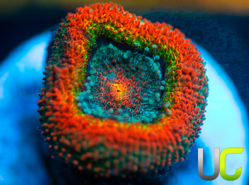 UC Taste the Rainbow Micro Amakusensis