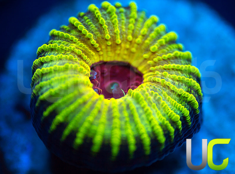NEW RELEASE: UC Electric Honeycomb Favia