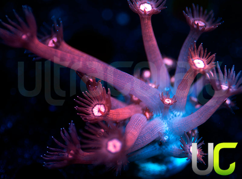 UC Glitter Tip Goni