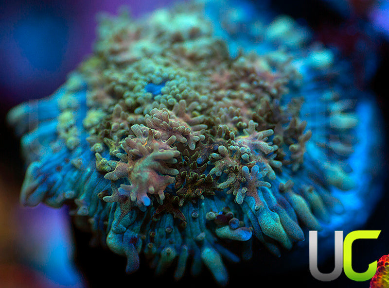 UC Magic Mushroom
