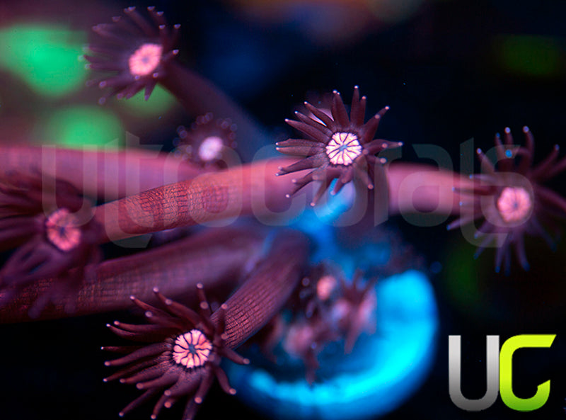 UC Glitter Tip Goni