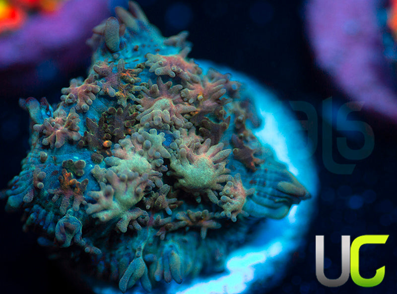 UC Magic Mushroom
