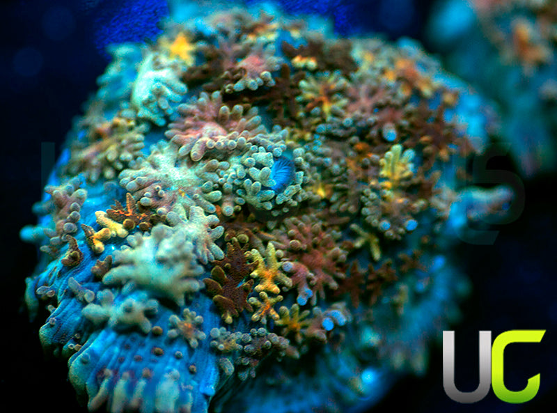 UC Magic Mushroom