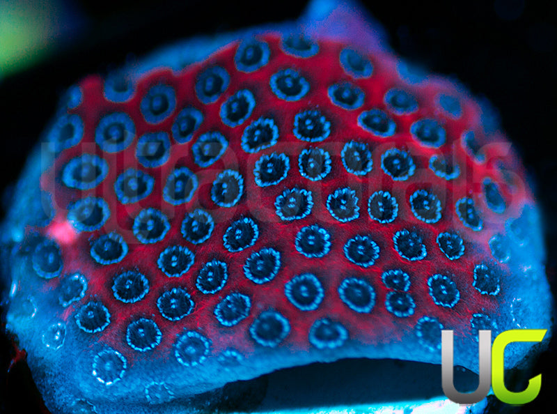 Darth Maul Porites
