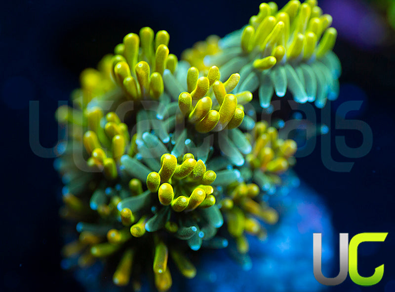 UC Lemon Lime Galaxia