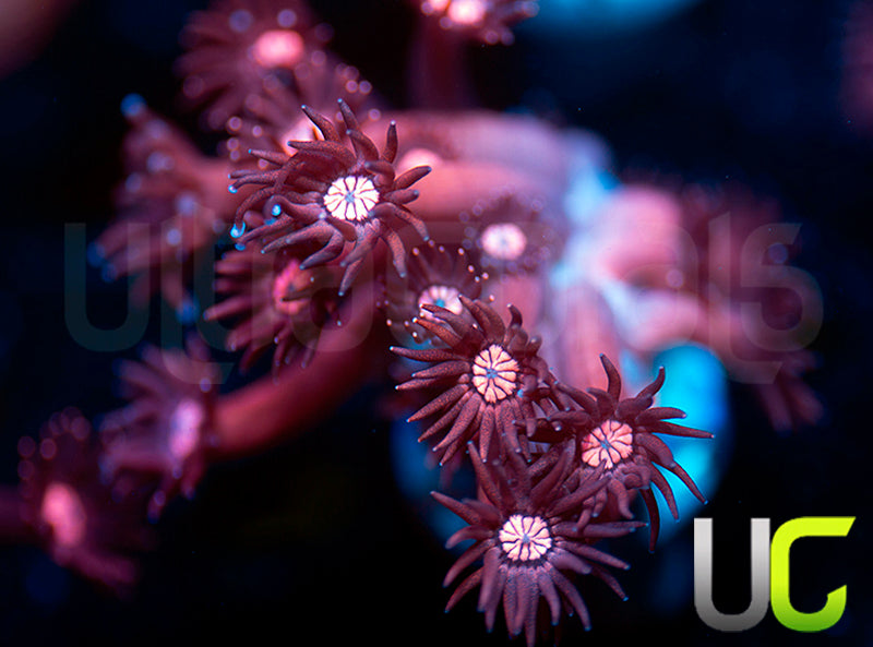 UC Glitter Tip Goni