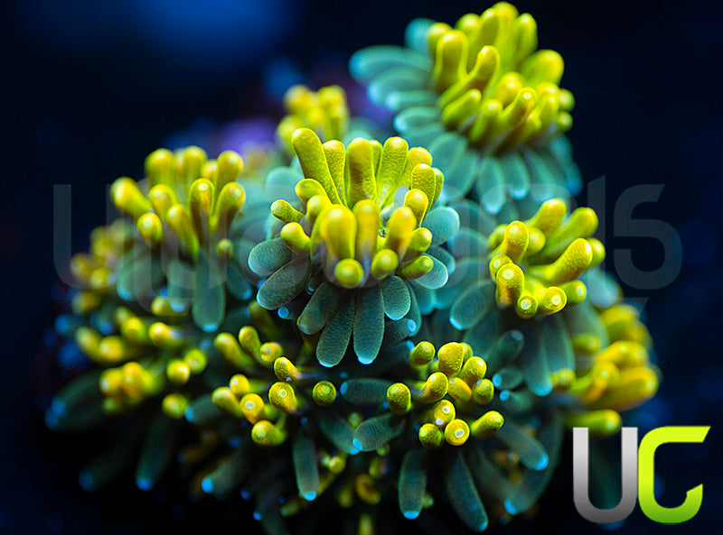 UC Lemon Lime Galaxia