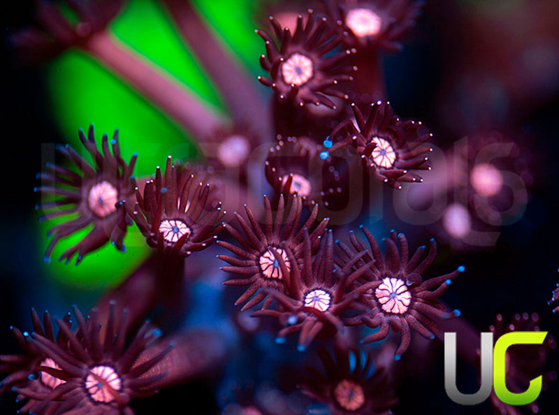 UC Glitter Tip Goni