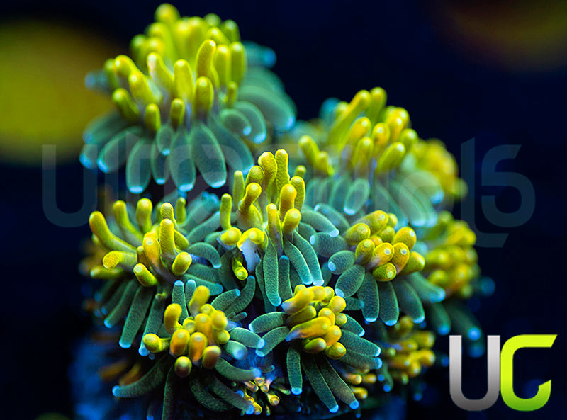 UC Lemon Lime Galaxia