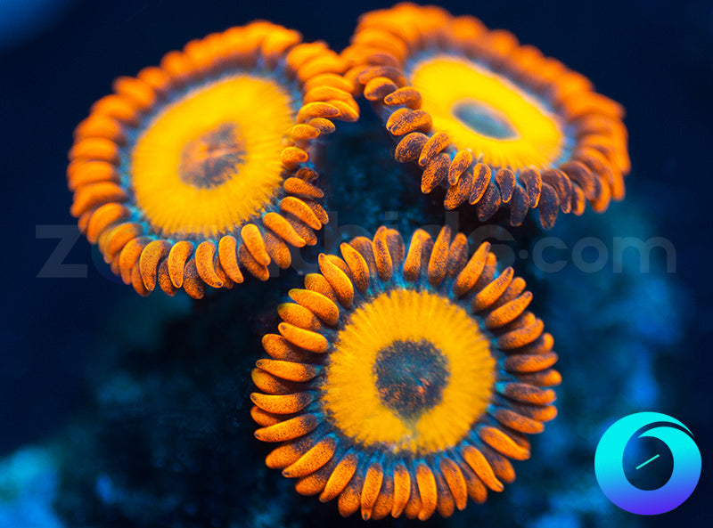 Oxides