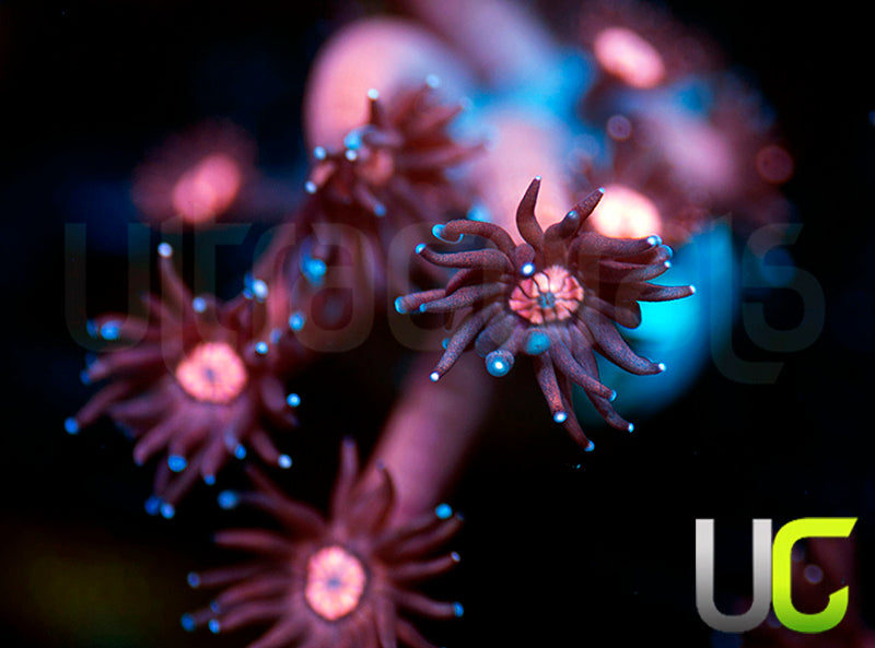 UC Glitter Tip Goni
