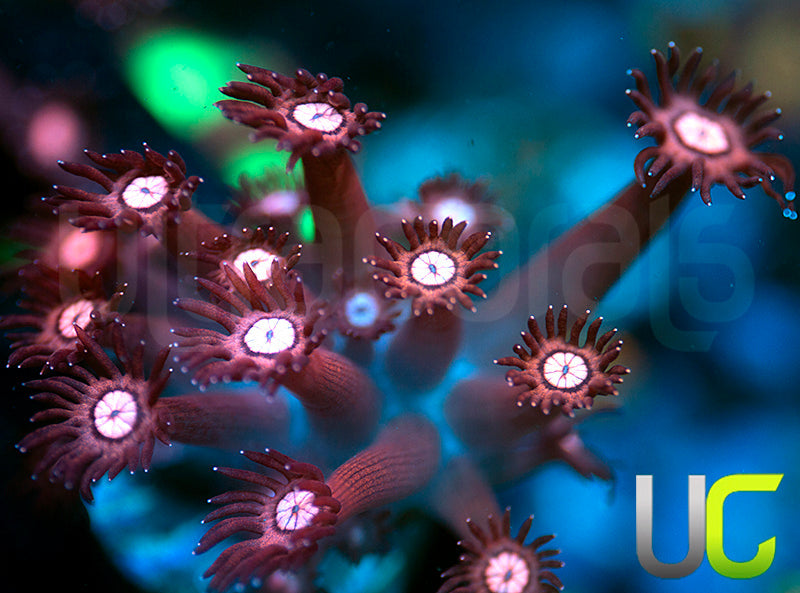 UC Glitter Tip Goni