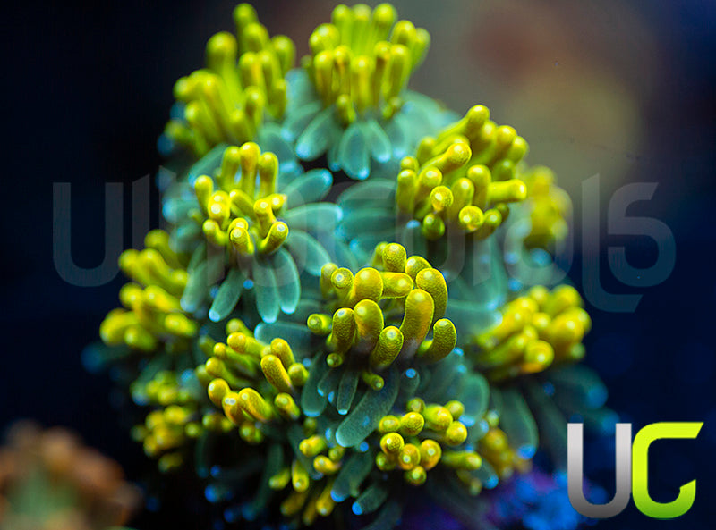 UC Lemon Lime Galaxia