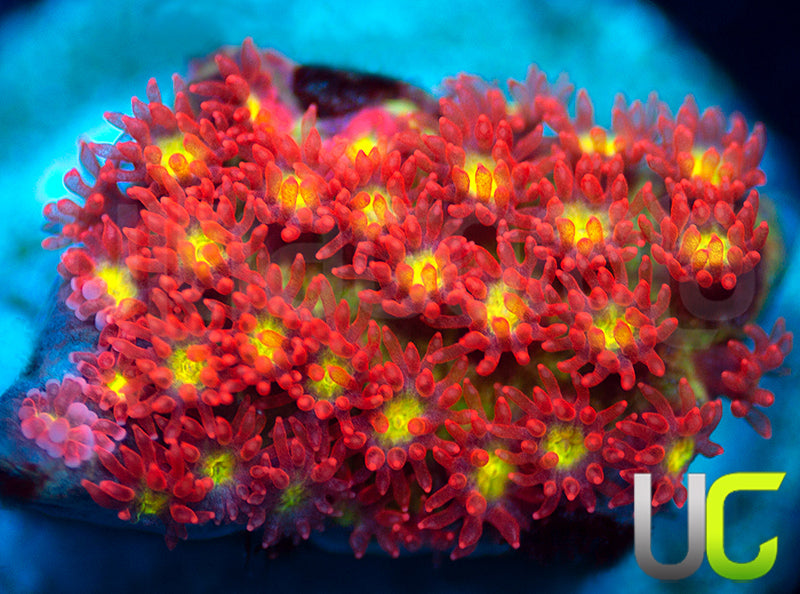 New Release: UC Daffodil Madracis