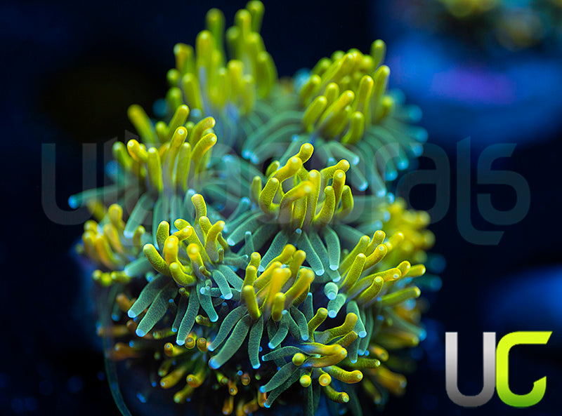 UC Lemon Lime Galaxia