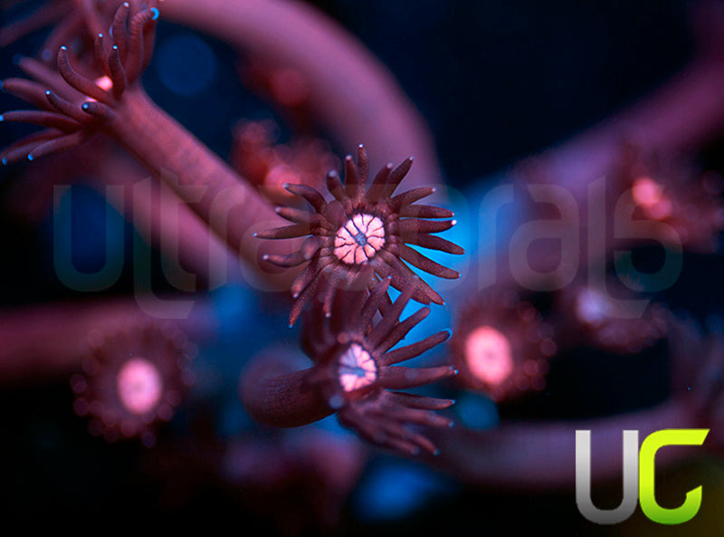 UC Glitter Tip Goni