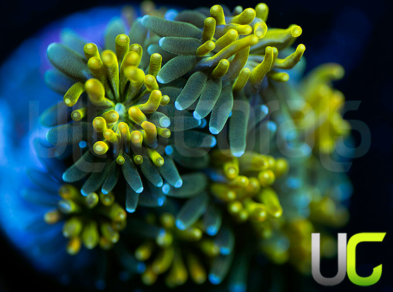 UC Lemon Lime Galaxia