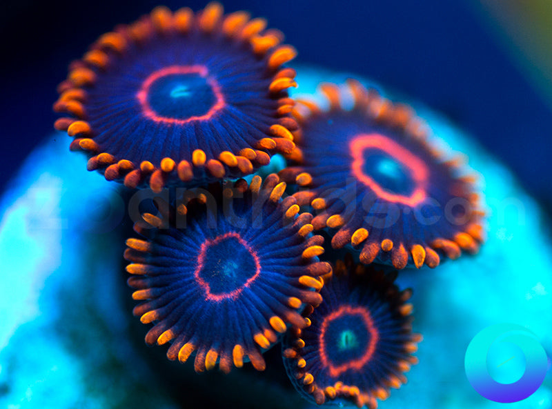 Red Hornets