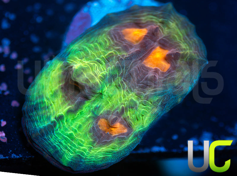 UC Jamberry Chalice