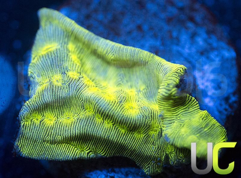JF Neon Green Lepto