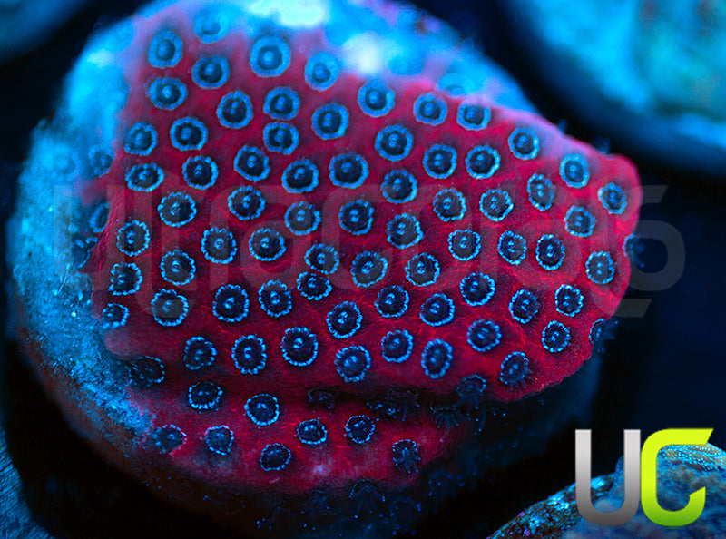 Darth Maul Porites