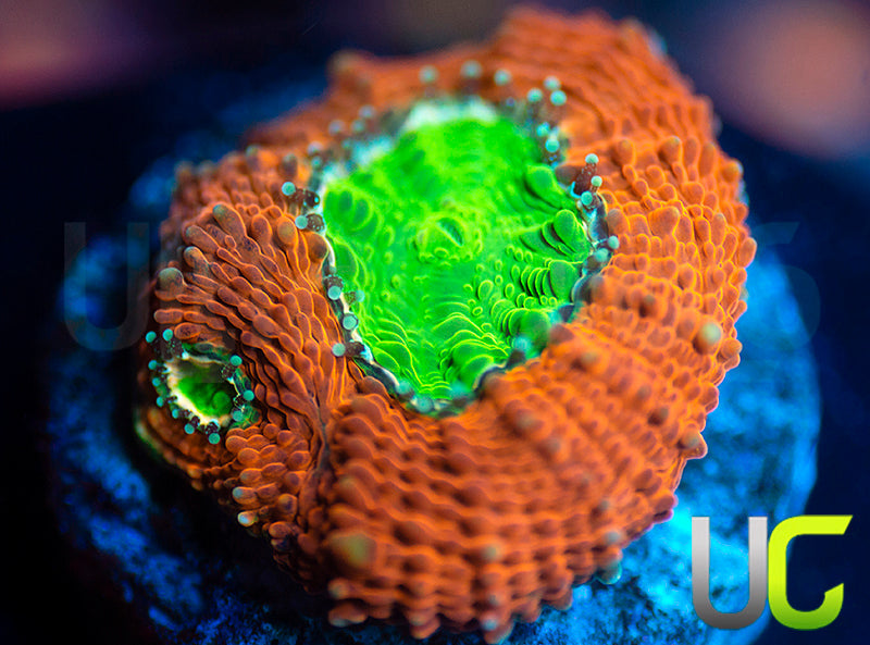 UC Agent Orange Acan Echinata