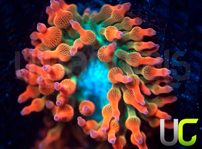 UC Spitfire Anemone MED