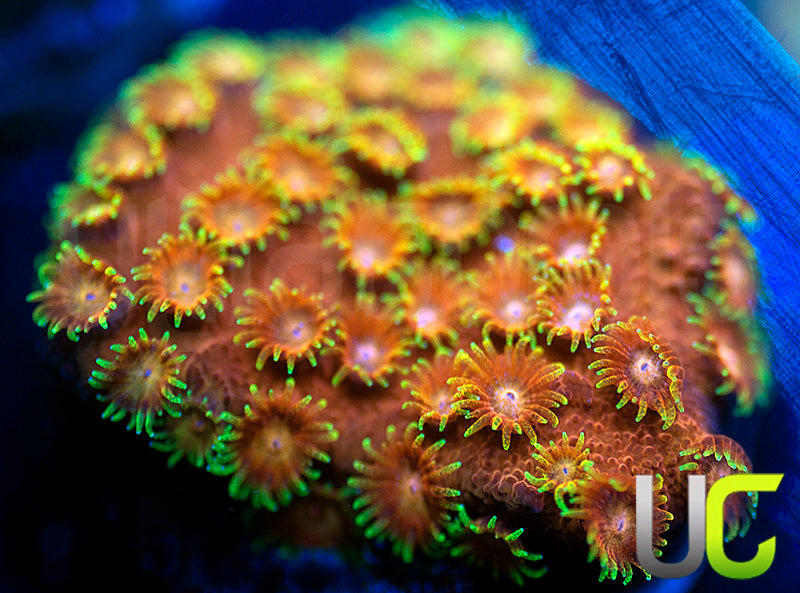 WWC Hi-C Cyphastrea