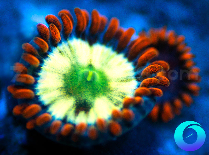 Flaming Fireballs