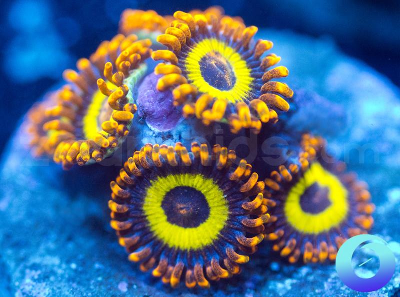 Fruit Loops