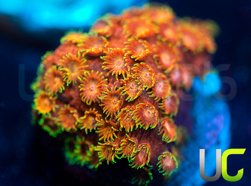 WWC Hi-C Cyphastrea