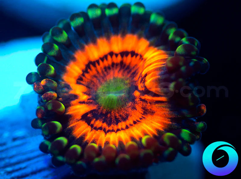 Neon Night