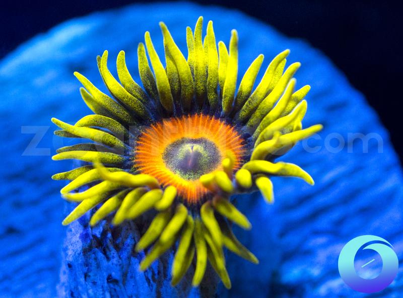 Super Sunflowers