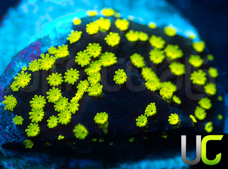 UC Black Magic Monti