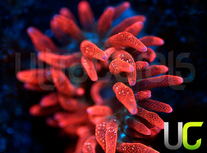 Black Widow Anemone