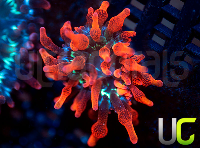 Black Widow Anemone