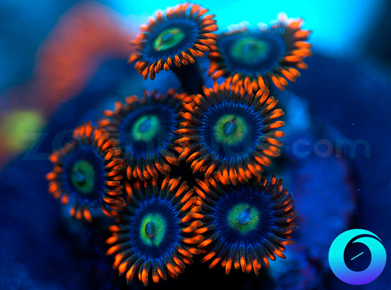 Tsunami