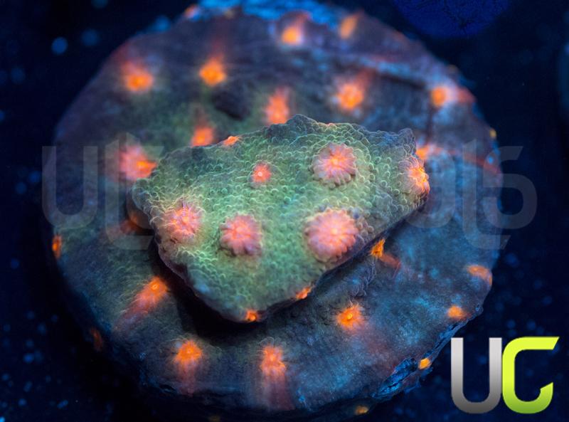 UC Rise and Shine Cyphastrea
