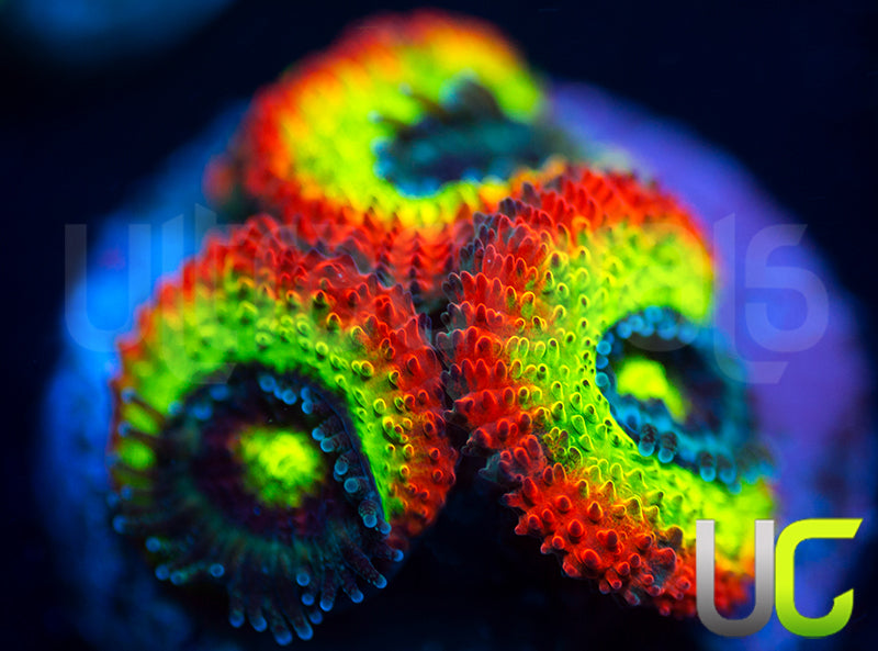 BigR Holy Grail Micro Amakusensis