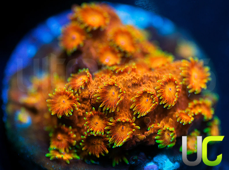 WWC Hi C Cyphastrea