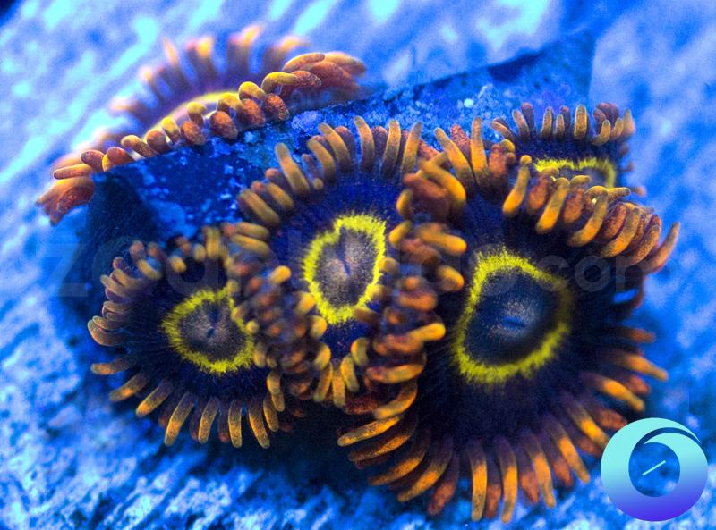 Rainbow Hornets