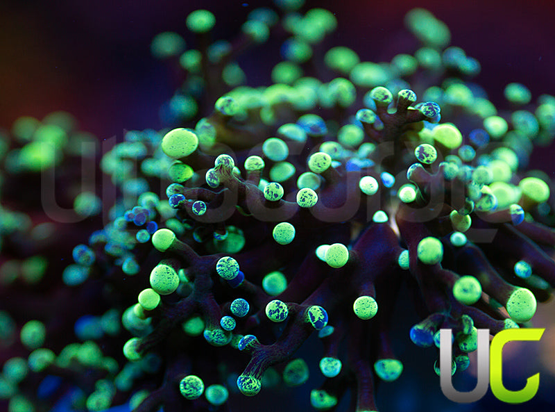 NEW RELEASE: UC Splatter Spawn