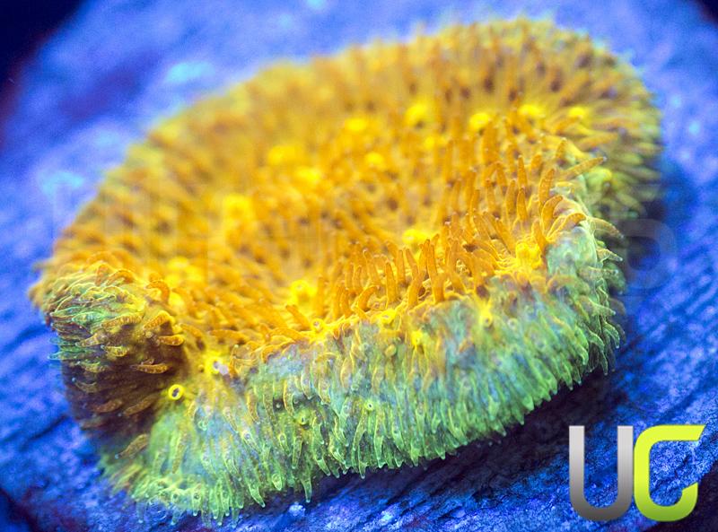 Yellow Yutz Psammocora
