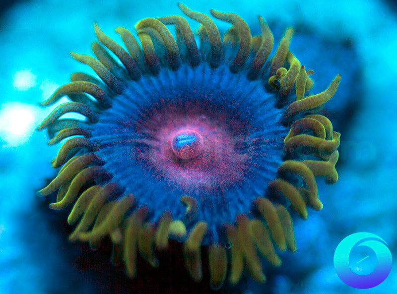 Blue Kiss