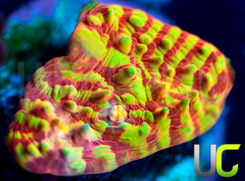 UC Rainbow Convict Chalice